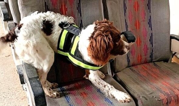  Merlin Environmental’s detection dogs point to revolution in pest control